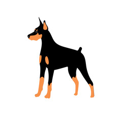 Doberman Dog Illustration