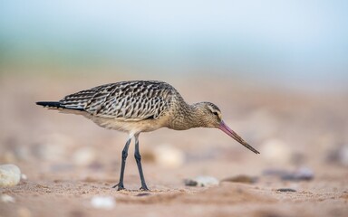 Bar-tailed Godwit, Limosa lapponica, bird feeding on the beach at low tide