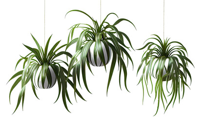 Spider plant, Chlorophytum comosum, Hanging plant with cascading foliage, 3d render, transparent background, png cutout
