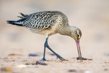 Bar-tailed Godwit, Limosa lapponica, bird feeding on the beach at low tide