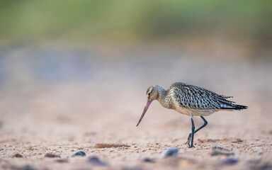 Bar-tailed Godwit, Limosa lapponica, bird feeding on the beach at low tide
