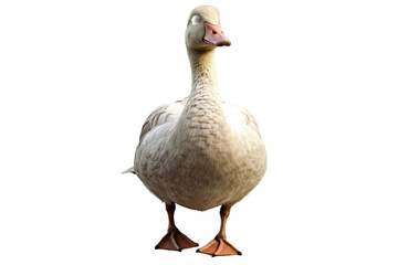 Goose. isolated object, transparent background