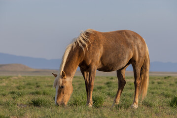 Wild Horse in Springtime in the Utah Desert