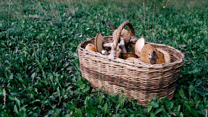 picking mushrooms in the forest.Wicker basket with mushrooms on the lawn in the forest
