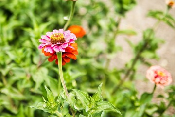 Plants in the zinnia genus are members of the Asteraceae family, which also includes daisies and...