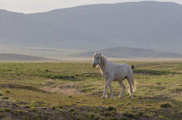 Obraz na płótnie Canvas Wild Horse in Springtime in the Utah Desert