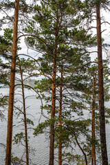 Fototapeta premium Pine trees on the lake shore