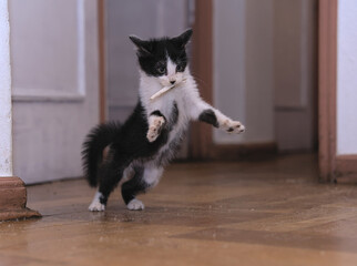 Small dirty hairy black and white kitten playing indoor