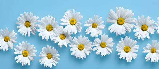Summer Daises flowers on blue and aquamarine background