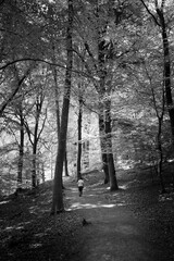 A person walks through a majestic forest with tall trees in fresh spring leaves in black and white.