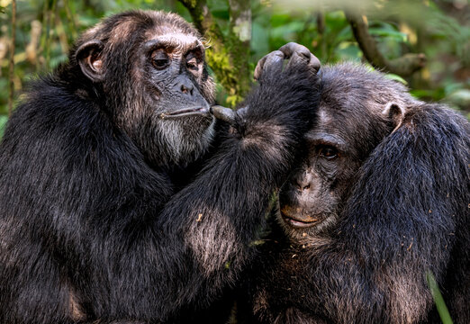 Chimpanzee at Kibale Forest Uganda