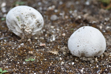 Earth ball mushroom (Scleroderma citrinum)