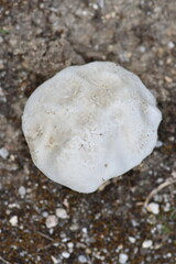 Fototapeta na wymiar Earth ball mushroom (Scleroderma citrinum)