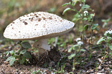 Warted amanitas mushroom (Amanitas strobiliformis 