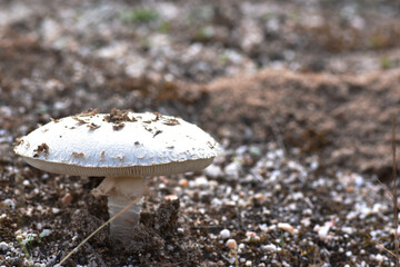 Warted amanitas mushroom (Amanitas strobiliformis 
