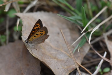 Small cooper butterfly (Lycaena phlaeas 