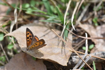 Small cooper butterfly (Lycaena phlaeas 