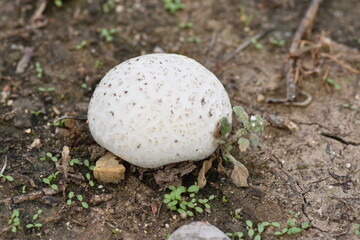 Earth ball mushroom (Scleroderma citrinum)