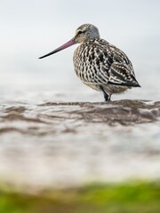 Black-tailed Godwit, Limosa limosa, birds feeding on the beach at low tide