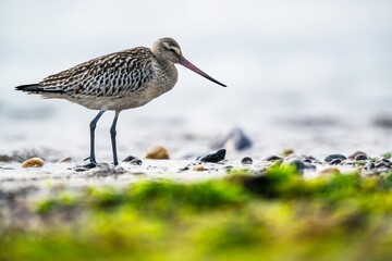 Bar-tailed Godwit, Limosa lapponica, bird feeding on the beach at low tide