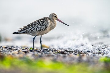 Bar-tailed Godwit, Limosa lapponica, bird feeding on the beach at low tide