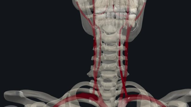 The vertebral arteries run through the spinal column in the neck to provide blood to the brain and spine