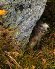 Naklejka premium marmot