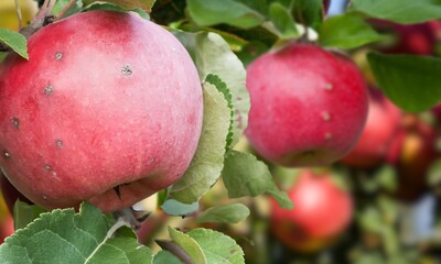 Apple scab is a fungal disease affecting apple trees, causing dark scaly lesions on leaves and...