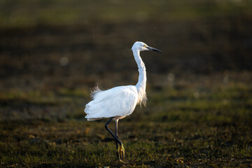 Littie Egret or Egretta Garzetta