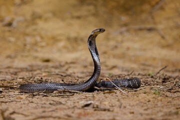 The Indian cobra, also known as the spectacled cobra, Asian cobra, or binocellate cobra, is a species of the genus Naja found, in India, Pakistan, Bangladesh, Sri Lanka, Nepal, and Bhutan,