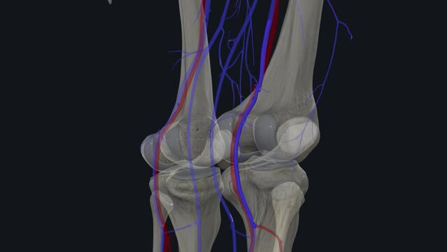 The popliteal vein is a vein of the lower limb