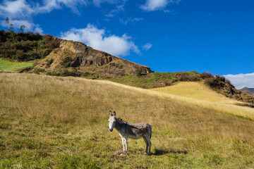 Obraz premium Donkey