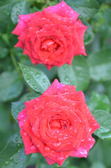 dew on rose petals