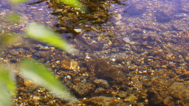 River bank shot with focus shifting from vegetation to fish in water