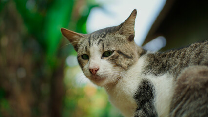 Close-up photo of cat looking away against blurred garden background.