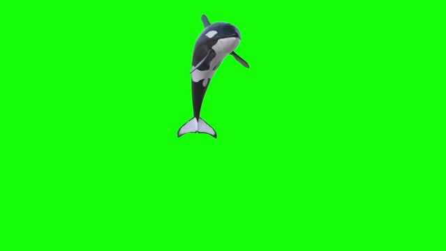 Killer Whale Orca Jump Pack includes 3 jumps, shot at different camera angles. In-Out animation on green screen. giant orca whale jumping out of the water in different angle