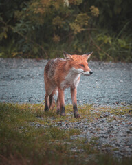 red fox vulpes