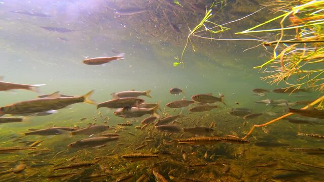 Underwater shot of juvenile freshwater fish swimming in the River Avon, UK