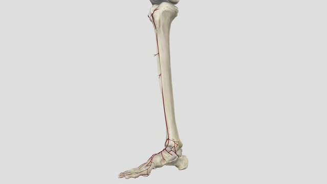 The anterior tibial artery is an artery of the leg