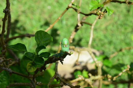 oruga