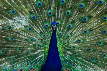 Peacock with wings spread