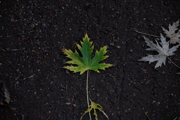 Leaf on a dirt background
