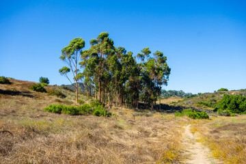 Fototapeta na wymiar Views of eucalyptus trees and golden rolling hills while hiking in Tuna Canyon in Malibu, California.
