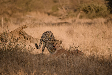 cheetah on the ground