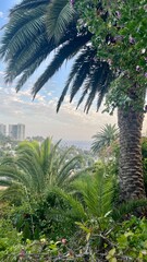 Fototapeta na wymiar Views of the Pacific Palisade and Santa Monica neighborhoods in Los Angeles, California.