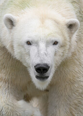 Polar bear (Ursus maritimus) closeup portrait