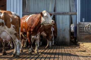 A german simmental cow in an outdoor cowshed. Modern cow keeping