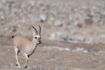 Tibetan gazelle from Gurudongmar of north sikkim