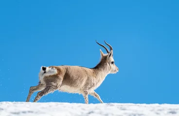 Acrylic prints Antireflex Antelope Tibetan gazelle from Gurudongmar of north sikkim