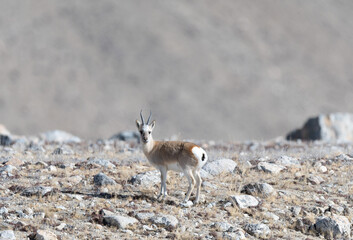 Tibetan gazelle from Gurudongmar of north sikkim